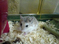 Hamster - Cute but fragile