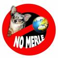 no merle chihuahuas  - no merle chihuahua we are against the adding of this color due to the health issues it brings