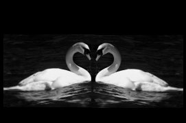 Swans In Love - Was it Love At First Sight?