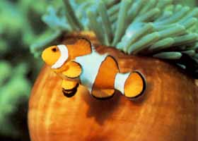 fish - nice?