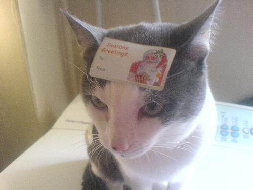 My Cat, Kittarn. - This is my cat he is about 3 years old, He's wishing everyone Seasons Greeting.