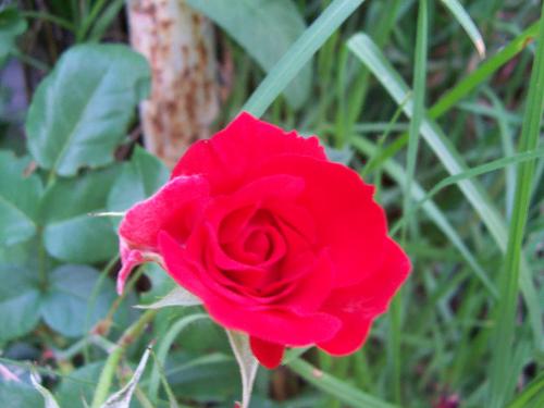 a little red rose - i took this pic at my friends house as it looked so perfect