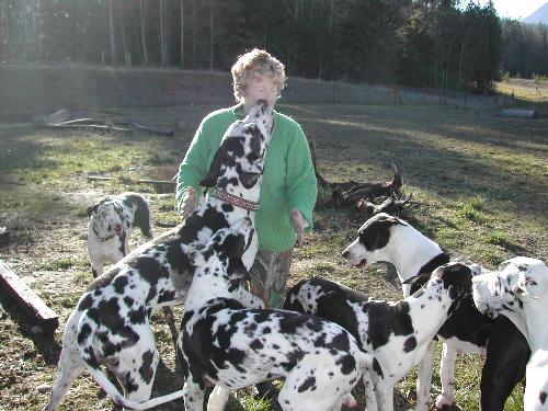A Pack of Great Danes with their Human - This is part of my wife Laurel's pack of Great Danes.