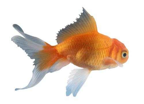do gold fish have brains? - Do you think goldfish have brains