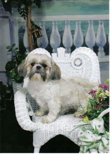 Fritzy - my shi-tzu