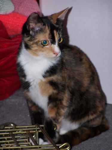 Hawk - This is a picture of a kitten named Hawk.  She is 6 months old in this picture and a rescuse kitten.  She has a sister named Dove.  They are named after two comic book characters that represent peace and chaos.  They are definately living up to their names.
