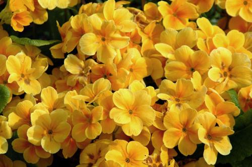 Primula... - beautiful na????