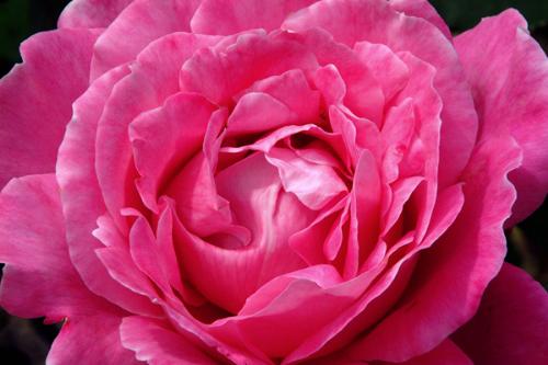rose - pink rose..wow!!!!!!!!!!!!!