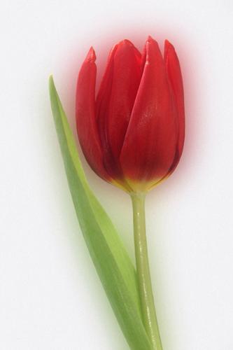 tulip... - sweet flowr..i luv it...