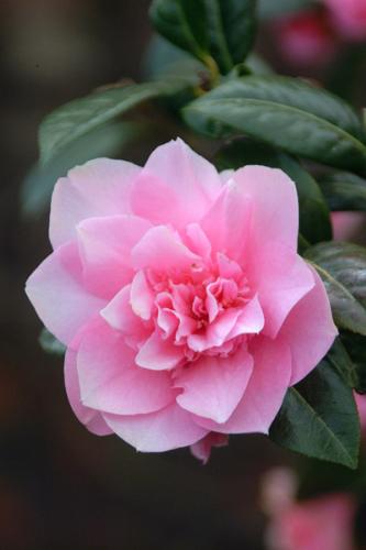 Camelia... - pink one...gals luv it...