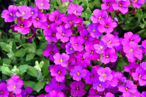 Aubrieta - this is purple...not bad