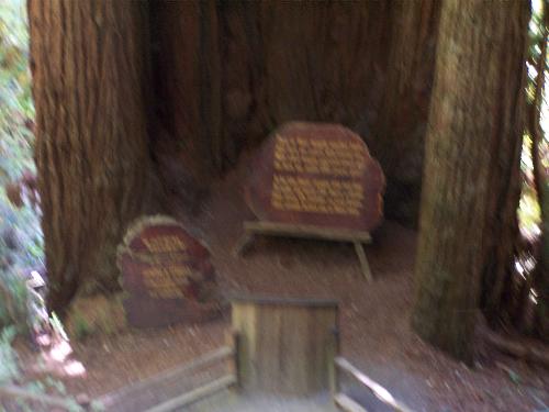 Cathedral of Trees from afar - This is the Cathergral of Trees at the Trees of Mystery in Northern California.  Outdoor wedding ceremonies can be done here in the beautiful redwood trees.  The trees naturally make a semi circle.