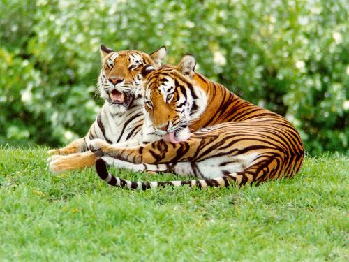 tigers - tigers