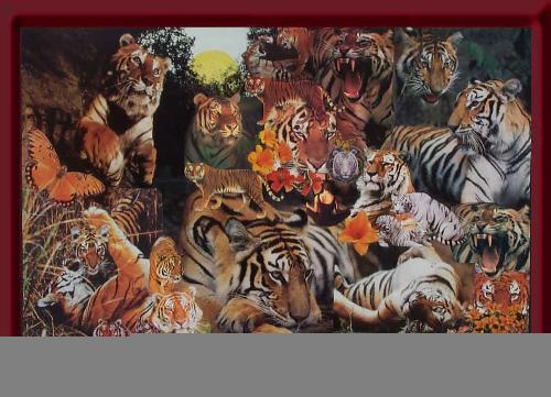 tigers - tigers