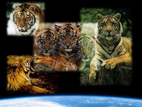 tigers - tigers