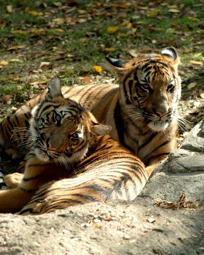 tigers - tigers