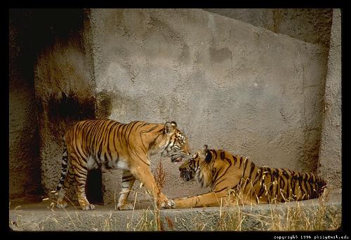 tigers - tigers