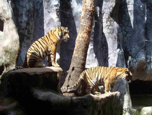 tigers - tigers