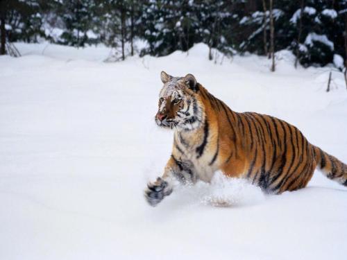 tigers - tigers
