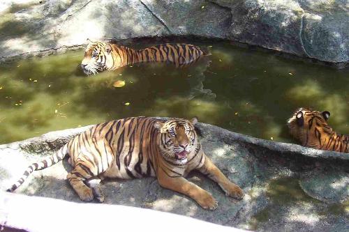 tigers - tigers