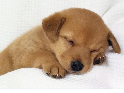 cute  - See my puppy is sleeping..