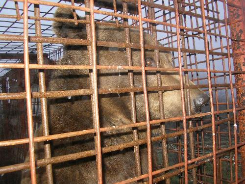 animals - rescue animals.