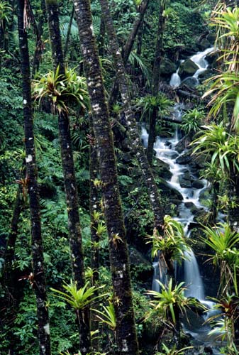 El Yunque Puerto Rico - El Yunque rain forest, Puerto Rico