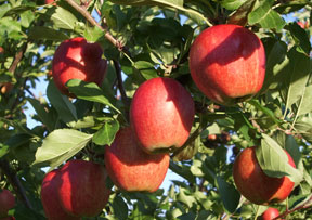 fresh apples in the tree - it looks yummy