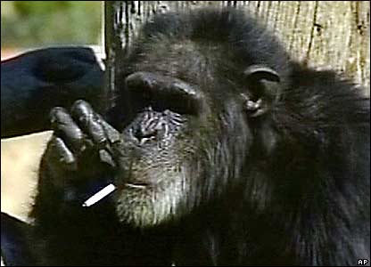 A Chimp Smoking. - See, A beautiful animal addicted to nicotine.