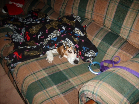 dog - This is Buster Brown the beagle, snuggling on his favorite couch.