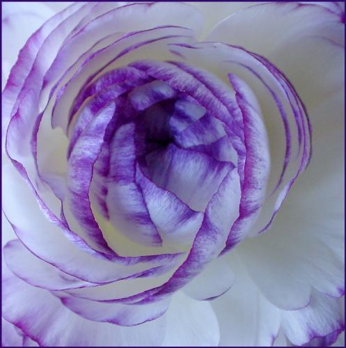 Layers of petals - I am also a photographer.  I have sold several and had some published.  I hope you enjoy them :)