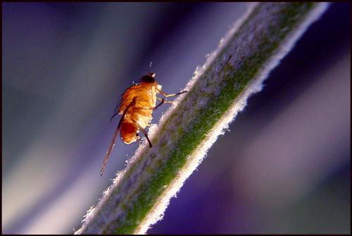 Little Fly - This one was taken in my backyard!  Amazing what you find when you look in your own space :)