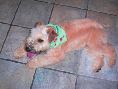 my pet - doggie!