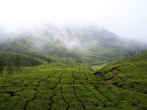 tea gardens, munnar, keralan, india - this photo was taken by Sanjeev on our trip to munnar, kerala, india.
the beautiful tea gardens are giving a nice view. isn&#039;t it?