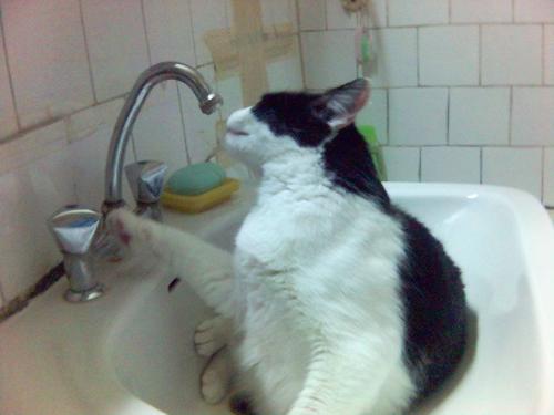 smart cat - this is my cat. it is the most funny cat on earth