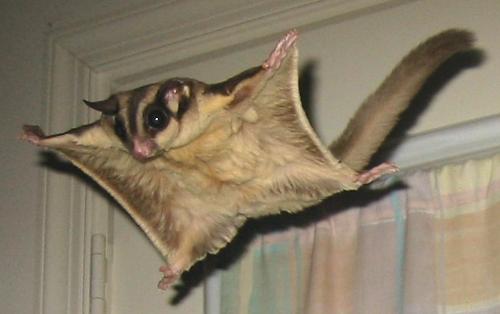 Sugar Glider - Sugar Glider