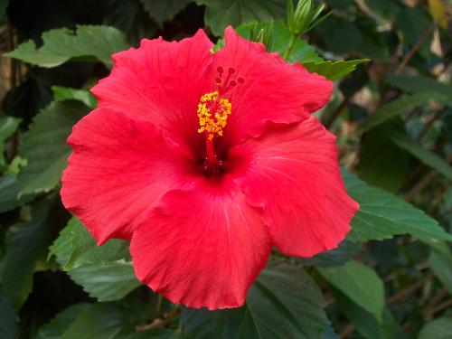 flower - the nice flower..this is the one I photographed...