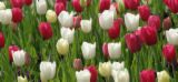 TUlips - tulips