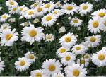 Daisies - daisies