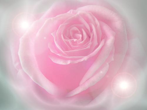 lovely rose - a loveli pink rose for the sweetheart