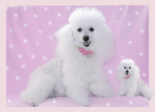 pink puppye - pink puppy..a gift for my sweetheart