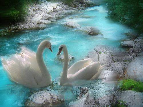 lovely duck - a lovely duck showin us the way to b loved!