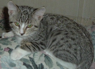 kitty - kitty