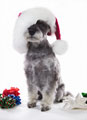 Santa Claws - Dog dressed as santa