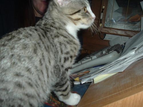 kitty on computer - kitty on computer