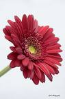 gerbera daisy - gerbera daisy