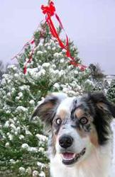 Christmas Anticipation - Just like this pup I hope for peace,love,family and friends.