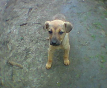 Nicee pappy - This is grandmas dogg now he is larger.