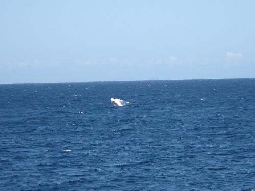 Whale - EVen though it's a little hard to see, there's a whale jumping out of the water there! This was taken at Nelson Bay in NSW, Australia.
