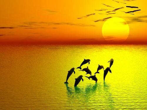 Dolphin - A nice picture of Dolphins....